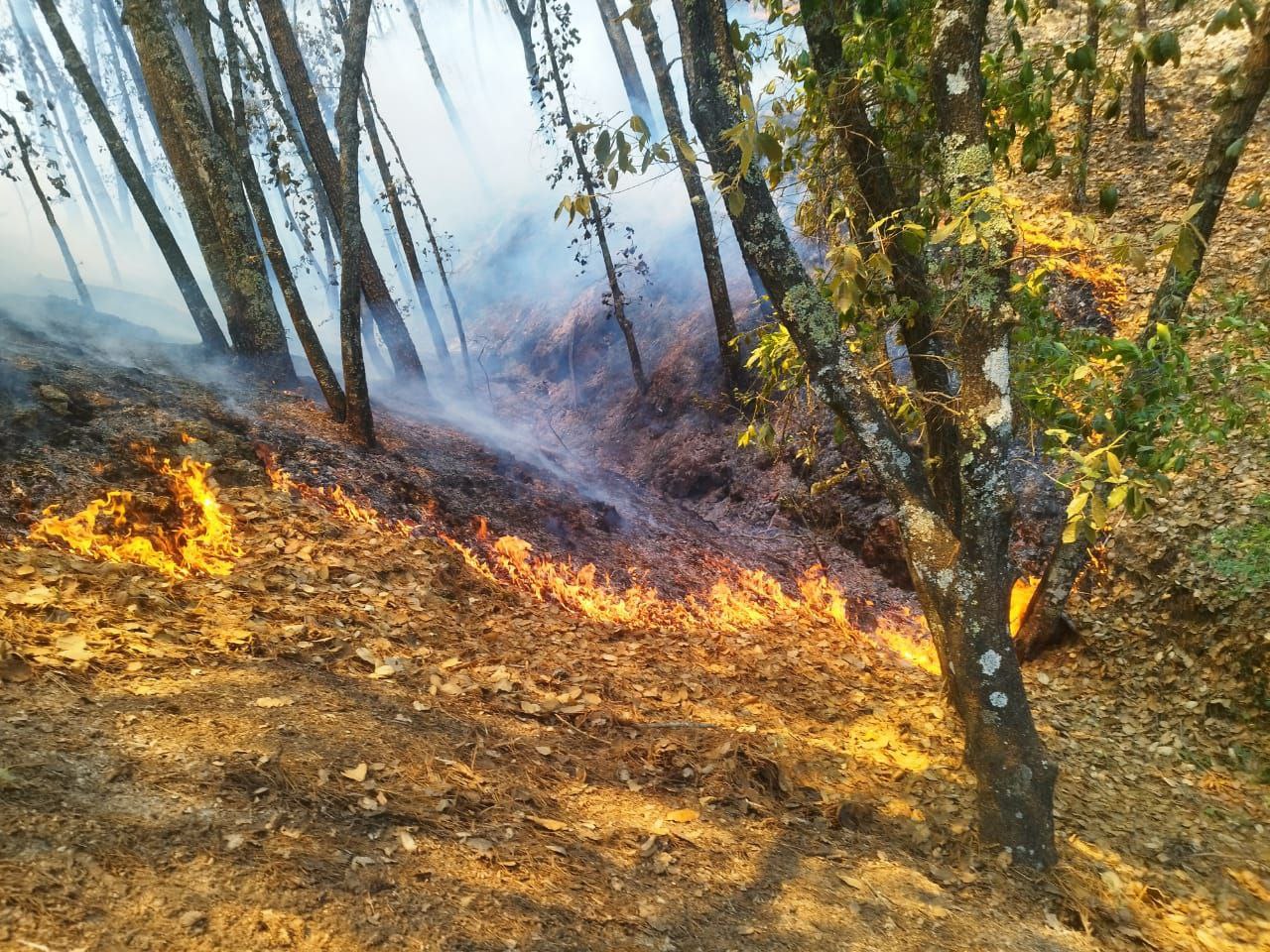 En Hidalgo van 104 incendios forestales