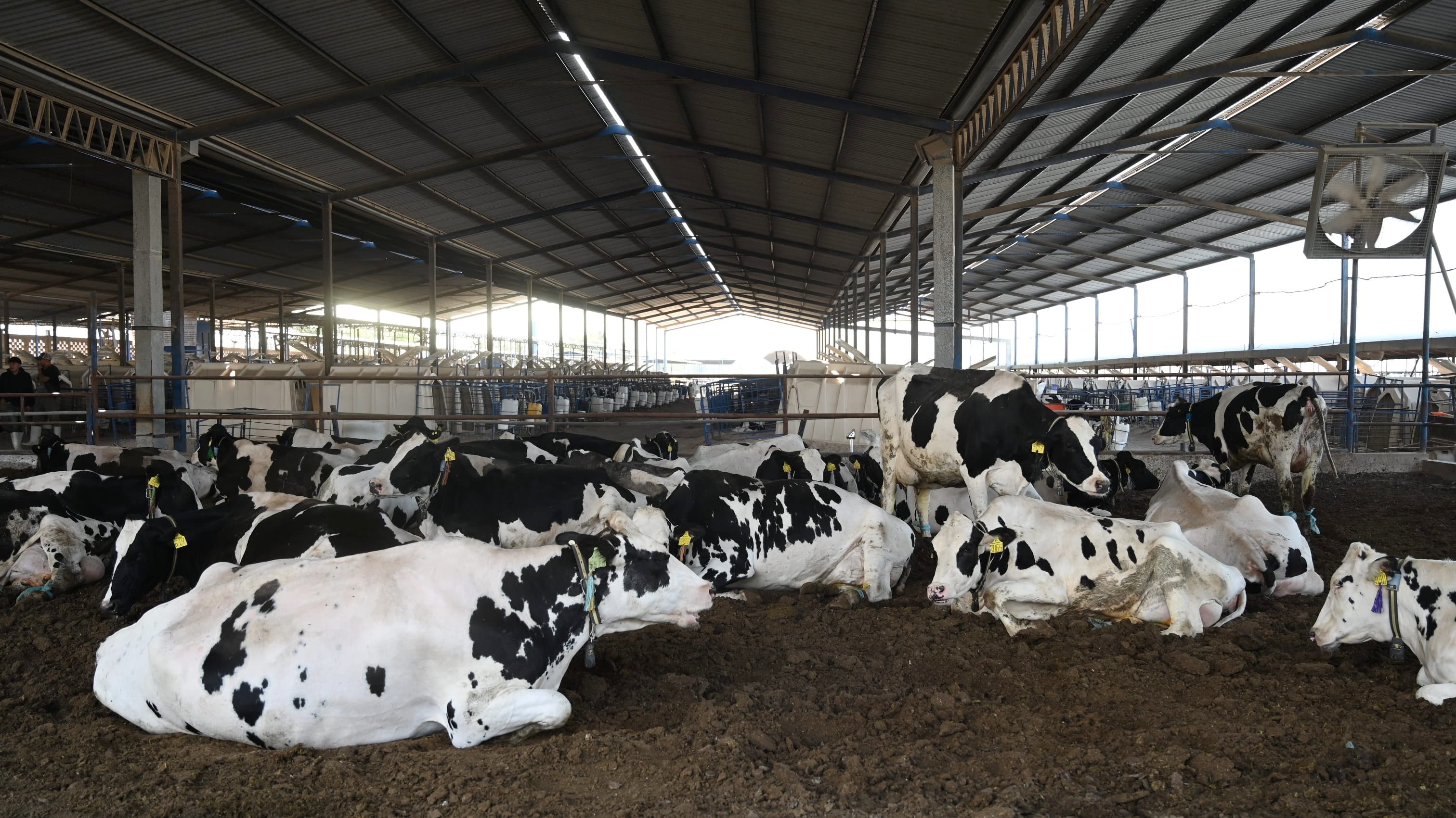 Atención oportuna ante presencia de Gusano Barrenador Ganadero (GBG) en Hidalgo