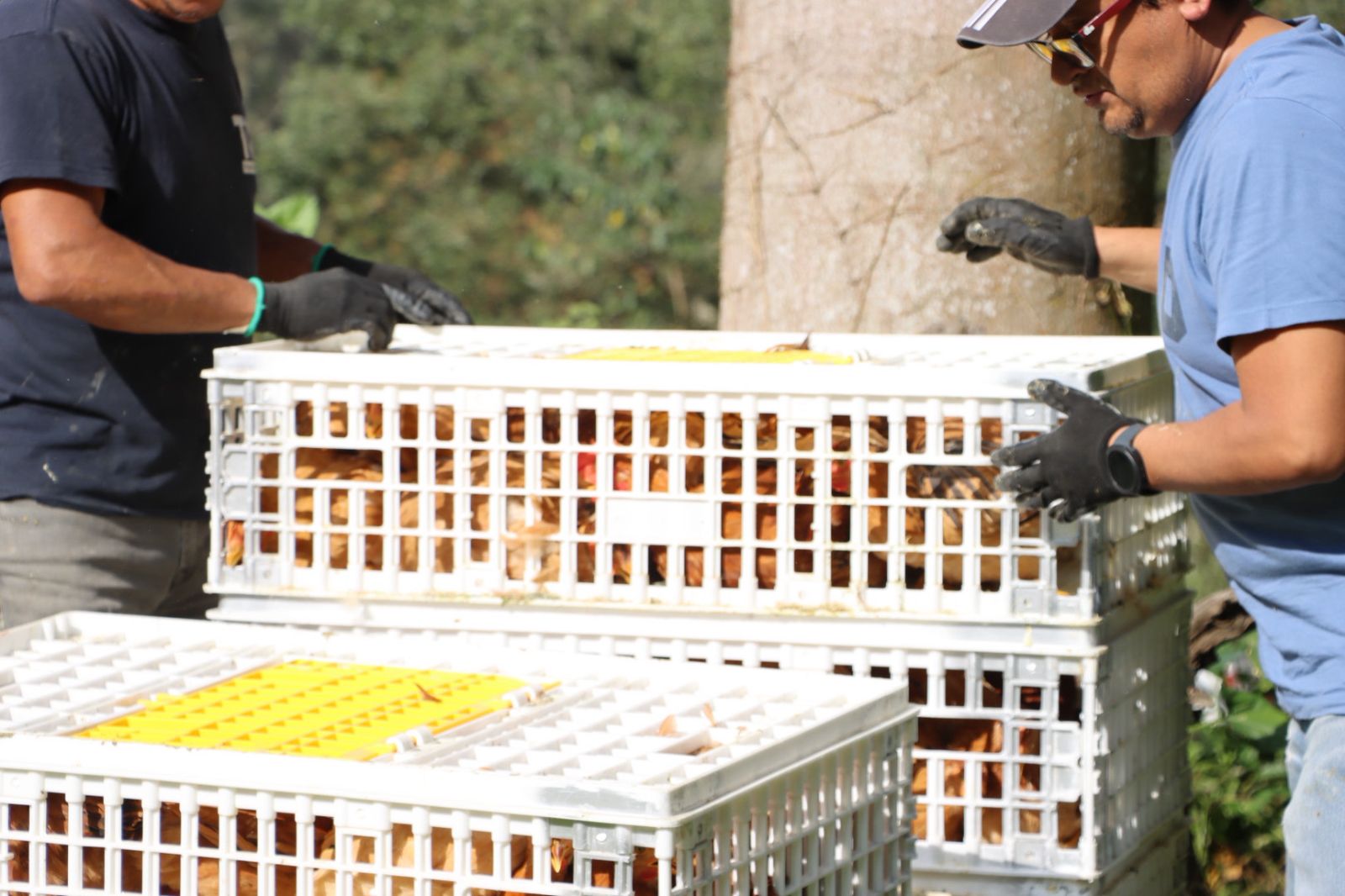 Saderh impulsa al campo en la Huasteca con entrega histórica de apoyos