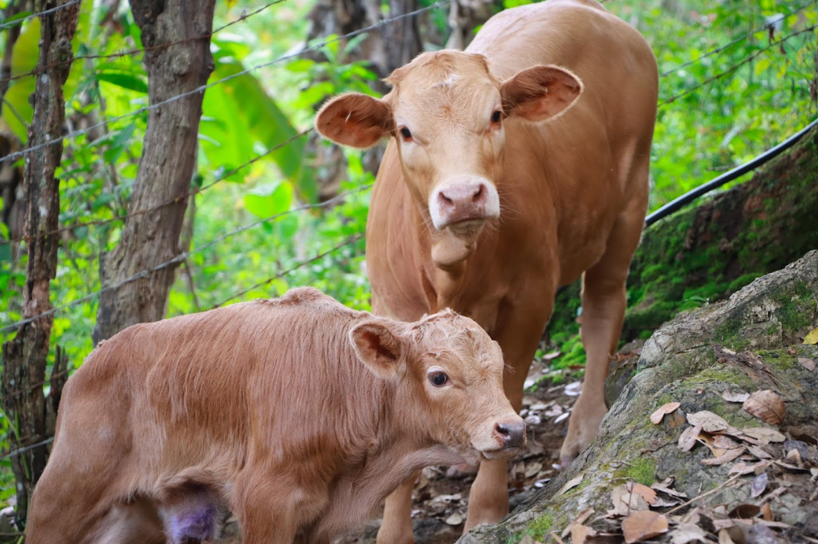 Atención oportuna y gratuita, clave para contener al gusano barrenador del ganado