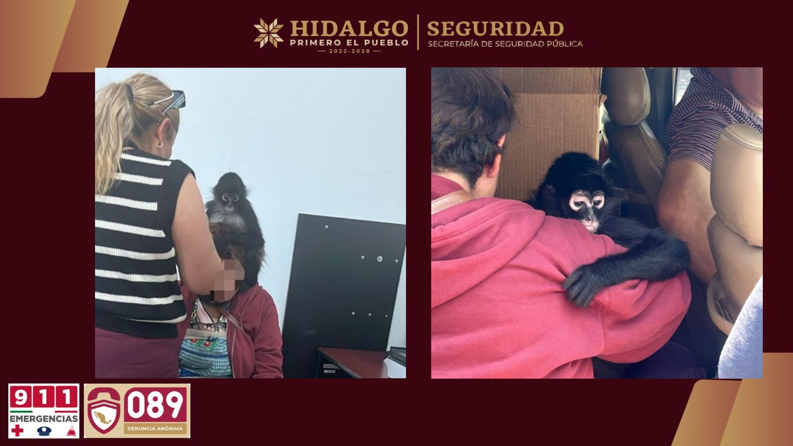 SSPH rescata a mono araña en Actopan