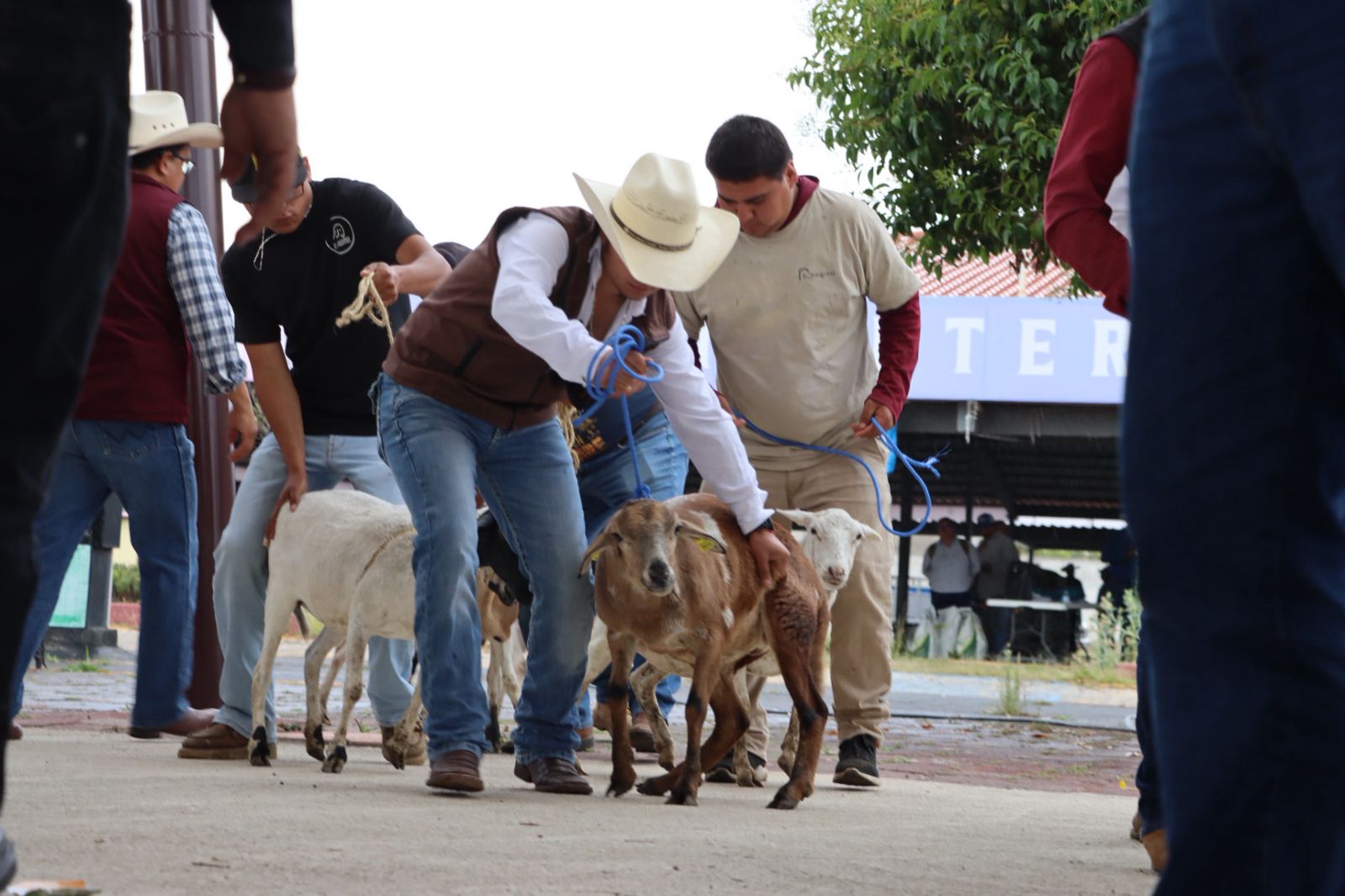 Gobierno de Hidalgo fortalece al campo con entrega de apoyos agrícolas y ganaderos en Tulancingo y Eloxochitlán